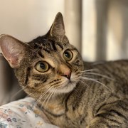 Priya's cat