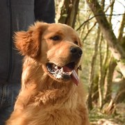 Sarah's golden retriever
